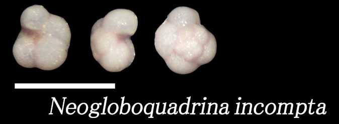 Neogloboquadrina incompta